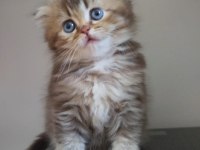 Golden ve british longhair
