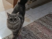 Yetişkin dîşi