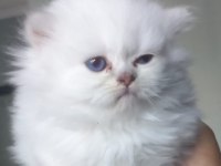 Scottish fold ve scottish longhair bebişlerimiz