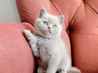British Shorthair Yavruları