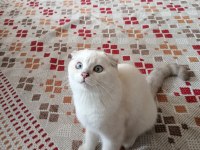 Oyuncu ve sevimli mavi boncuk scottish fold