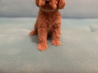 Babalık hakımız kalite poodle