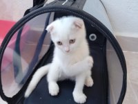 Scottish fold kedimi