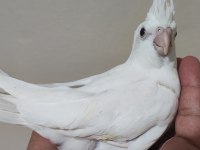 Albino bebek sultan papağanı