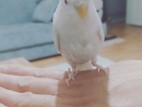 Yavru albino muhabbet kuşu