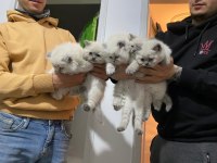 Bluepoint 2 aylık yavrular british longhair