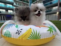 Pomeranian boo tea cup disi küçük boy