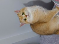 Kaliteli golden british shorthair ny 12