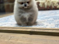 Orjinal Pomeranian Boo Yavrularımız