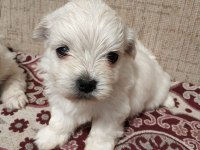 Bebeks Maltipoo