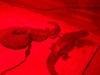 ÇİFT UROMASTYX YASAL ÇİPLİ