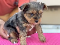 Petmode  köpek çiftliğinde ziyarete açık morkie