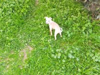 Tarçın evcil chihuahua