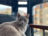 Sahiplendirilecek british shorthair kedimiz
