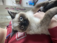 British shorthair erkek kedimiz