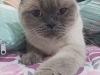 SCOTTİSH FOLD KEDİMİZE ACİL YUVA