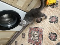 British shorthair erkek kedimiz sahiplendirilecek