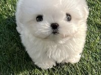 Yarışma düzeyi 0 boy kore maltese terrier jack