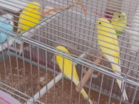 Yavru ve yetişkin muhabbet kuşu