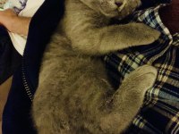 Sahiplendirme british shorthair