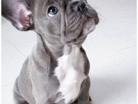French bulldog Mavi gözlü blue Safkan orijinal