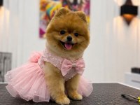 SHOW KALİTE DİŞİ POMERANİAN BOO