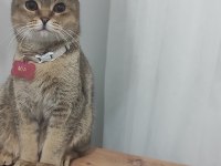 Kedimiz Mia yuva arıyor