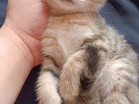 Acil uyguna safkan british shorthair silver
