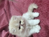 İran persian 40 günlük