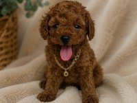 İzmir de Garantili Ev üretimi TOY POODLE