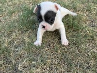 Secereli french bulldog yavrularımız