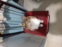 ŞAPŞAL SURAT KEDİMİZ