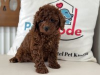 Petmode köpek çiftliğinden kore toy poodle