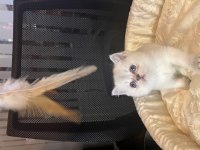 Britsh shorthair blue point yavrular
