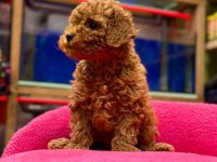 Toy poodle bebeklerim orijinal ev üretimi