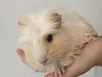 2 Adet Ginepig Kobay
