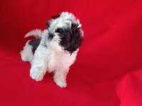 Safkan Shih tzu yavrularım