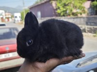 Cüce tavşan yavruları