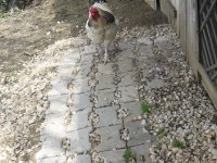 Orjinal Brahma Horozu 2 Yaşında Beyaz