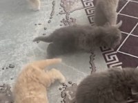 Kedilerim sahiplerini bekliyor