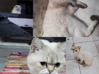 British Blue Point