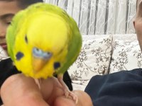 Jumbo çift konuşan muhabbet kuşu