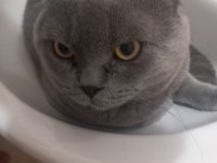 british shorthair