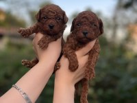 Toy poodle bebekler