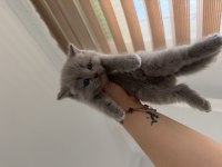 Teslime hazır british shorthair yavrular