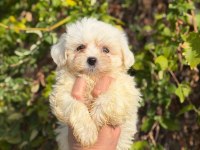 DİŞİ ERKEK SÜT BEYAZ BEBEK KÖPEKLER