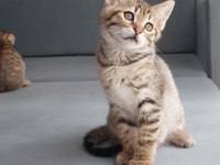 PLAYER KEDİMİZ YUVASINI ARIYOR