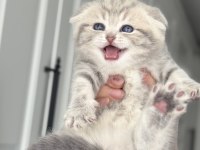 A+ kalite scottish fold 1 aylık