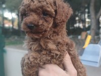 Kore kan toy poodle yavruları