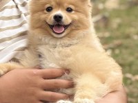 Pomeranian köpeğimiz